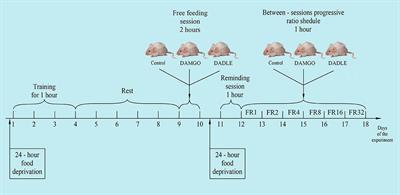 Involvement of Peripheral Opioid Receptors in the Realization of Food Motivation Into Eating Behavior